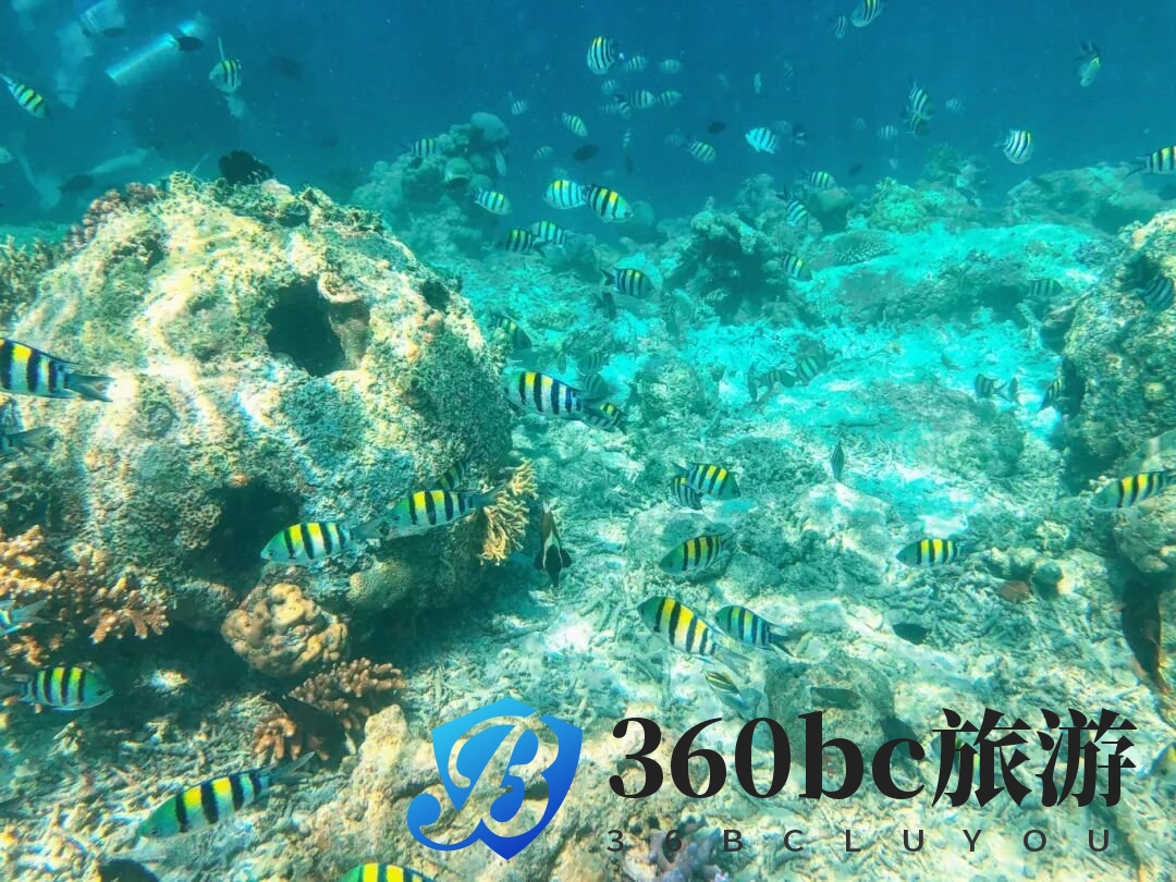 摄图网_501261214_banner_马来西亚仙本那海底鱼群（企业商用）.jpg